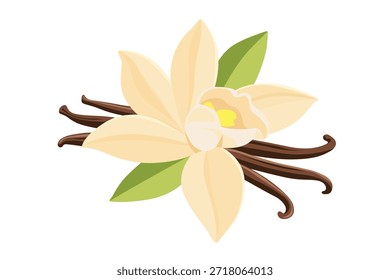 Flor de baunilha e vetor de palitos secos em um fundo branco.Vetor eps 10	