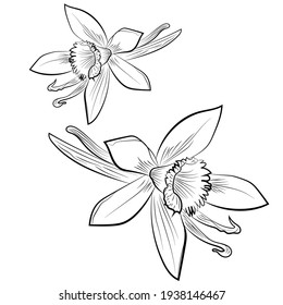 Vanilla Flower Hand Drawing Icon Isolated On White Background. Vector