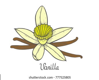 Vanilla flower Hand drawn colored sketch vector illustration isolated on white.