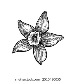 Vanilla flower. Hand drawn ink sketch isolated. Vintage style.