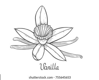 Vanilla flower Hand drawn sketch vector illustration isolated on white.