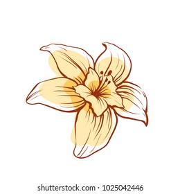 Vanilla flower icon isolated on white background. Exotic asian spice for dessert or parfum industry vector illustration.