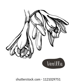 Vanilla flower isolated on the white background.