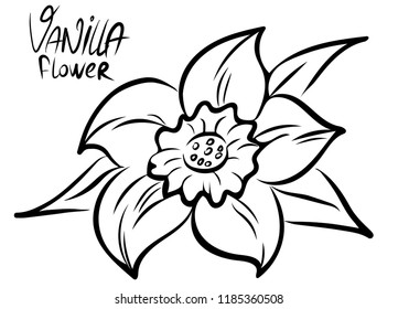 Vanilla flower isolated on white background. Vector illustration.