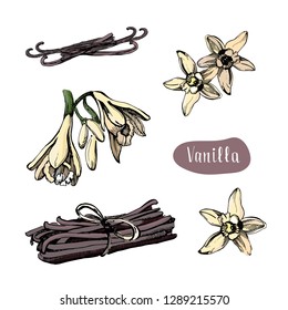 Vanilla flower isolated on the white background.Collection of vanilla and vanilla sticks.