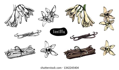 Vanilla flower isolated on the white background.Collection of vanilla flowers and vanilla sticks.Sketch illustration, colorful and black version.
