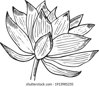 Vanilla Flower. Isolated on white background. Abstract minimal vector illustration. Can be used for greeting cards, flyers, invitations, web design, etc