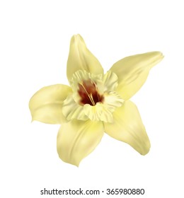 Vanilla flower isolated isolated on the white background