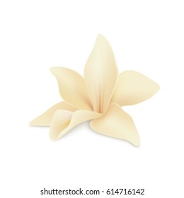 Vanilla flower, isolated on white background. Realistic vector illustration.