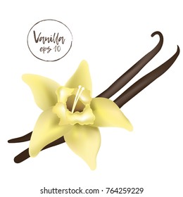 Vanilla flower isolated on the white background. Object for design.