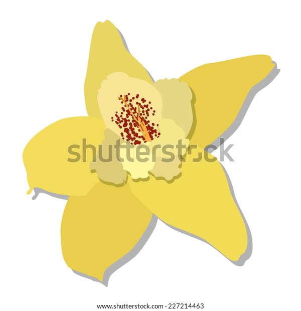 Vanilla Flower Vanilla Flower Isolatedvanilla Flower Stock Vector ...