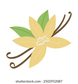 Vanilla flower and leaves on isolated white background, vector illustration in flat style, spice nature