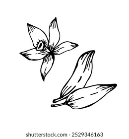 Flor de vainilla con boceto de hojas de objetos aislados. Vector dibujado a mano ilustración de la orquídea. Boceto en estilo de arte de línea.