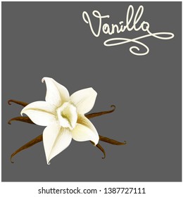 vanilla flower lettering illustration vector