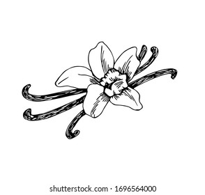 Vanilla with flower in line art style.