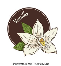 Vanilla Flower Logo and Emblem Template in Vintage Style. Line Drawing Aroma Vanilla blossom Isolated Vector Illustration for Logo, Emblem, Label, stickers and prints