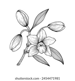 Vanilleblüte auf einem Stiel mit Knospen und Blättern. Handgezeichnete Vanille-Orchidee. Line Art Illustration der Vanille. Vanille auf isoliertem Hintergrund