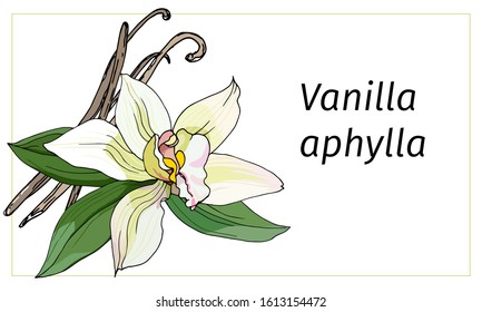 Vanilla flower on a white background. Realistic vector illustration. Tropical flower vanilla aphylla