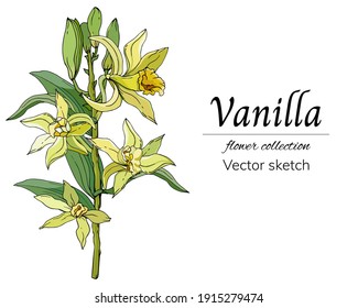 Vanilla flower on a white background, vector illustration with yellow flowers and green leaves hand drawn.