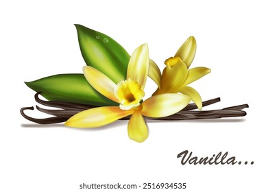 Vanilla flower on a white background. Vector illustration