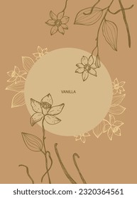 Vanilla flower and vanilla plant sticks  with pods, vertical template vector image. Fragrant spices illustration background for text. For label, poster, postcard, banner.Hand drawn design element