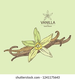 Vanilla: flower and vanilla pod . Vector hand drawn illustration