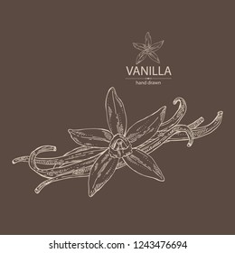 Vanilla: flower and vanilla pod . Vector hand drawn illustration
