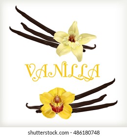 Vanilla Flower And Pods