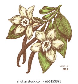 Vanilla flower and pods. Botanical vanilla illustration. Vector illustration