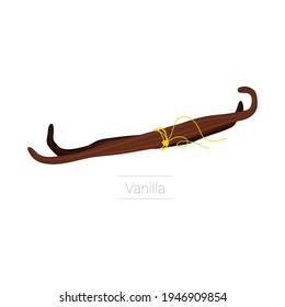 vanilla flower and pods drawing