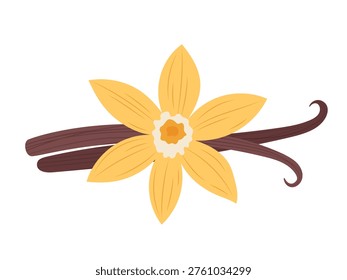 Vanilla flower with pods isolated on white background. Flat vector illustration of spice plant, aromatic ingredient for food, dessert, cosmetic and organic design.