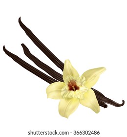 Vanilla flower and pods isolated on the white background