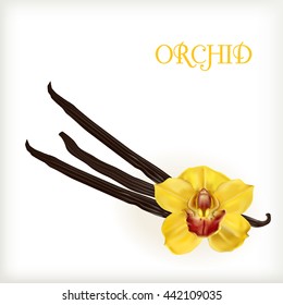 Vanilla flower and pods isolated on the white background