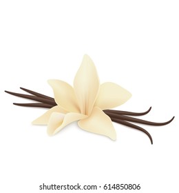 Vanilla Flower And Pods Isolated On White Background. Realistic Vector.