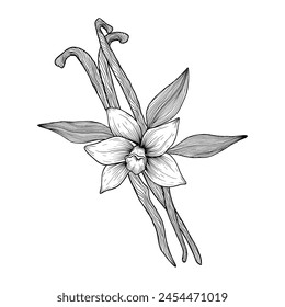 Vanilla flower with pods and leaves. Hand drawn vanilla orchid. Line art illustration of vanilla. Vanilla on isolated background