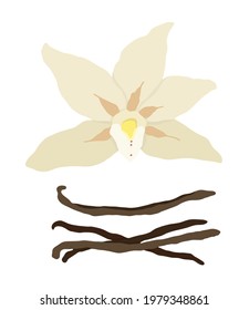 Vanilla flower and pods. Outline vector illustration on a white background.