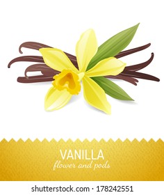 Vanilla Flower And Pods Over White Background