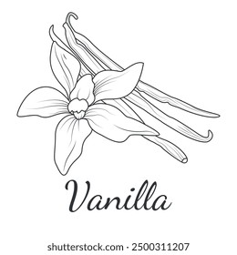 Vanilla flower and pods. Spice. Ingredient for cooking and aromatherapy. Black and white illustration of vanilla orchid. Vector illustration in doodle style.