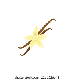 Vanilla. Vanilla flower. Vanilla pods and flower. Vector illustration isolated on white background. For web, menu, logo, textile, icon.