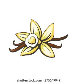 Vanilla Flower And Pods. Vector Illustration On White Background.