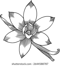 vanilla flower and pods vector ink illustration