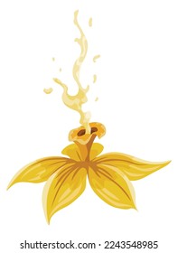 Vanilla flower. Realistic vector isolated design element. Nature spice. Yellow blossom with drops