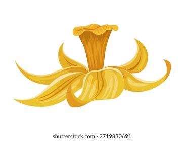 Vanilla flower. Realistic vector isolated design element. Nature spice. Yellow blossom with drops