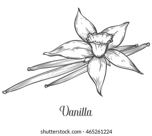 Vanilla Flower Seed Plant Branch Leaf. Hand Drawn Sketch Vector Illustration Isolated On White. Spicy Herbs. Vanilla Doodle Design Cooking Ingredient For Food, Dessert. Seasoning Vanilla Spice Herb.