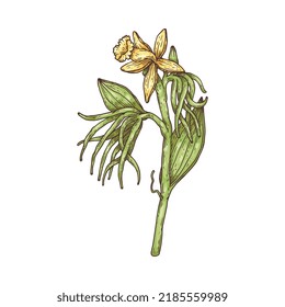 Vanilla flower sketch ink vector illustration isolated on white background. Blooming vanilla orchid that with fragrant yellow flower for cosmetic and food.