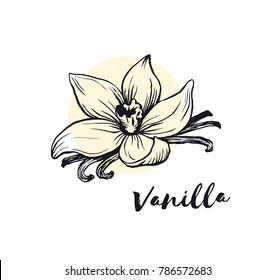 Vanilla flower sketch ink vector illustration