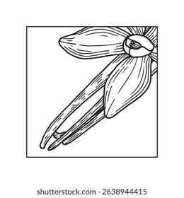 Vanilla Flower with square composition. Hand drawn vector illustration of orchid Flower and pods. Coloring book Outline drawing of spice. Sketch in line art style painted by black inks.