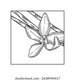 Vanilla Flower with square composition. Hand drawn vector illustration of orchid Flower and pods. Coloring book Outline drawing of spice. Sketch in line art style painted by black inks.