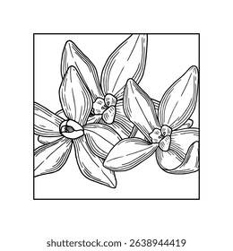Vanilla Flower with square composition. Hand drawn vector illustration of orchid Flower and pods. Coloring book Outline drawing of spice. Sketch in line art style painted by black inks.