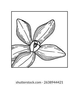 Vanilla Flower with square composition. Hand drawn vector illustration of orchid Flower and pods. Coloring book Outline drawing of spice. Sketch in line art style painted by black inks.